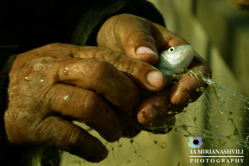 ვინ არის გოგონა, რომელიც რაგბის ყველა მატჩს იღებს Rating